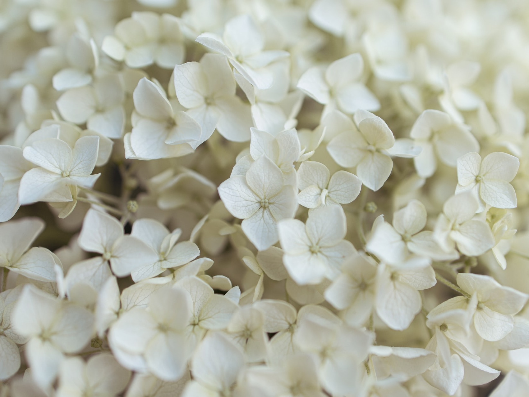 hvide blomster, link til side "bisættelse eller begravelse"